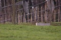 Young, male white tailed deer taking a walk