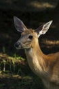 A Young male white tailed deer Royalty Free Stock Photo