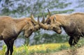 Young male wild alpine, capra ibex, or steinbock Royalty Free Stock Photo