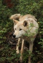 Young male wolf