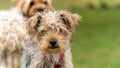 Young male Yorkshire terrier portrait Royalty Free Stock Photo