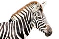 Young male zebra head Royalty Free Stock Photo