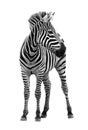 Young male zebra isolated Royalty Free Stock Photo