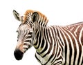 Young male zebra isolated Royalty Free Stock Photo
