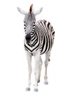 Young male zebra isolated Royalty Free Stock Photo