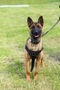 Young Malinois Dog 1 year Belgian Shepherd Royalty Free Stock Photo