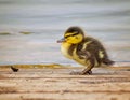 Young Mallard Chick by a Lake