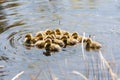 Young mallard chicks Royalty Free Stock Photo