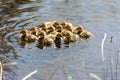 Young mallard chicks Royalty Free Stock Photo
