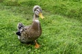 A young mallard drake runs on the green grass. Cheerful duck with tuft Royalty Free Stock Photo