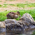 Young Mallard Duck Royalty Free Stock Photo