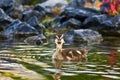 Young Mallard Duck Royalty Free Stock Photo