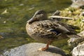 Young Mallard Duck Royalty Free Stock Photo