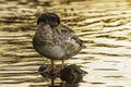 Young mallard duck cleaning feathers during golden hour Royalty Free Stock Photo