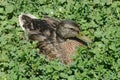 Young Mallard Duck Drake Royalty Free Stock Photo