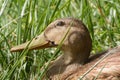 Young Mallard Duck Drake