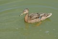 Young Mallard duck drake Royalty Free Stock Photo