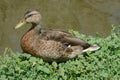 Young Mallard Duck Drake Royalty Free Stock Photo