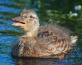 Young Mallard Duck Royalty Free Stock Photo