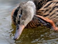 Young Mallard duck on fresh water lake. Royalty Free Stock Photo