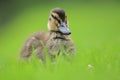 Young mallard duck