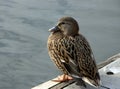 Young mallard duck