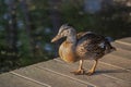 Portrait of a Young Mallard