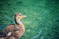 Young mallard duck swimming at the duck pond at the park Royalty Free Stock Photo