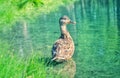 Young mallard duck swimming at the duck pond at the park Royalty Free Stock Photo