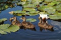 Young mallard duck on water surface Royalty Free Stock Photo