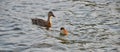 Young mallard duckling with its mother swimming in the evening light Royalty Free Stock Photo