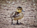 Young Mallard duckling in Spring