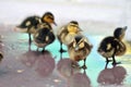 Young Mallard Ducklings