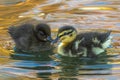 Young Mallard Ducklings Royalty Free Stock Photo