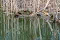 Young mallard ducklings emerging from reeds in early spring