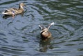 Young Mallard ducks flutter their wings, dive and swim in the lake with rushes. Underdeveloped wings