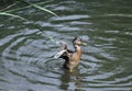 Young Mallard ducks flutter their wings, dive and swim in the lake with rushes. Underdeveloped wings