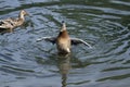 Young Mallard ducks flutter their wings, dive and swim in the lake with rushes. Underdeveloped wings