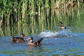 Young mallard ducks splashing water