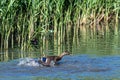 Young mallard ducks splashing water