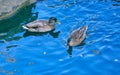 Young mallard ducks stream