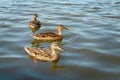Young mallard ducks swimming in a pond Royalty Free Stock Photo