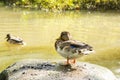 Young mallard resting on the stone, Stromberg park Royalty Free Stock Photo