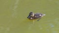 young mallard swimming in the green water Royalty Free Stock Photo