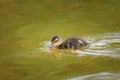 A young mallard swimming on a pond Royalty Free Stock Photo