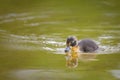 A young mallard swimming on a pond Royalty Free Stock Photo