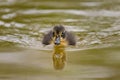 A young mallard swimming on a pond Royalty Free Stock Photo