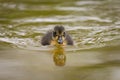 A young mallard swimming on a pond Royalty Free Stock Photo