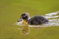 A young mallard swimming on a pond Royalty Free Stock Photo