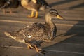 Young Mallard on a Wooden Landing